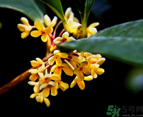 桂花怎么做香水？新鮮桂花怎么做香水？