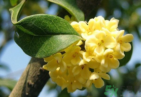 桂花不開花是什么原因？桂花不開花怎么辦？