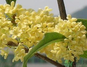 桂花不開花是什么原因？桂花不開花怎么辦？