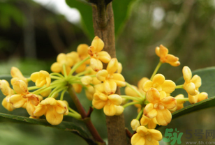 桂花不開花是什么原因？桂花不開花怎么辦？