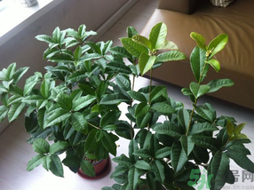 桂花可以放在臥室嗎？桂花放在臥室好嗎？