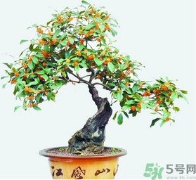 桂花樹可以種在室內(nèi)嗎？桂花樹適合在室內(nèi)嗎？