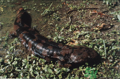 野生娃娃魚(yú)多少錢(qián)一斤？野生娃娃魚(yú)多少錢(qián)一條？