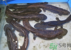 野生娃娃魚(yú)多少錢(qián)一斤？野生娃娃魚(yú)多少錢(qián)一條？