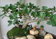 桂花樹可以種在室內(nèi)嗎？桂花樹適合在室內(nèi)嗎？