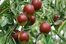 冬棗能泡茶喝嗎？泡茶喝用干冬棗好還是新鮮冬棗好？