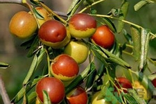 冬棗能泡茶喝嗎？泡茶喝用干冬棗好還是新鮮冬棗好？