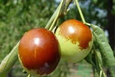 吃冬棗能補(bǔ)血嗎？吃冬棗為什么能補(bǔ)血？