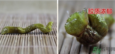 鐵皮楓斗怎么吃？鐵皮楓斗功效與作用