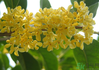 桂花和菊花可以一起泡茶嗎？桂花可以和能一起喝嗎？