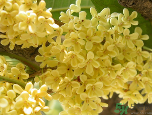 桂花可以直接泡水喝嗎？新鮮桂花可以直接泡水喝嗎？