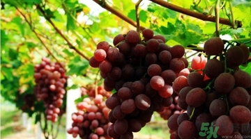 吃紅提會(huì)上火嗎？怎樣吃紅提不上火？