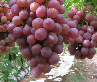 吃紅提要?jiǎng)兤幔考t提皮可以吃嗎？