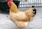 三黃雞多少錢一斤？三黃雞多少錢一只？