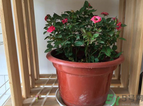 月季花可以放在室內(nèi)嗎？月季花放在室內(nèi)好嗎？