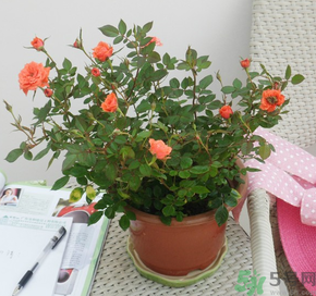 月季花可以放在室內(nèi)嗎？月季花放在室內(nèi)好嗎？