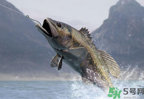 秋天釣魚用什么打窩?秋天釣鯉魚用什么打窩? 秋天釣魚用什么打窩?秋天釣鯉魚用什么打窩?