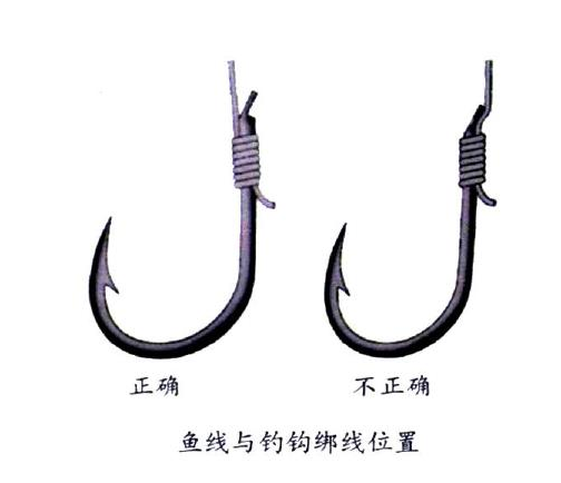 釣鯉魚(yú)用幾號(hào)鉤？釣鯉魚(yú)用什么鉤？