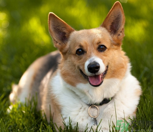 狂犬病的潛伏期最長多長？狗咬了會得狂犬病嗎？