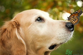 狂犬病的潛伏期最長多長？狗咬了會得狂犬病嗎？