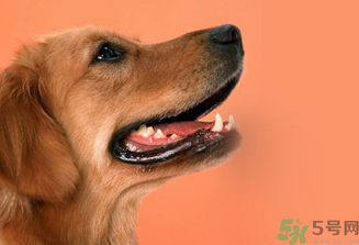 狂犬病的潛伏期最長多長？狗咬了會得狂犬病嗎？