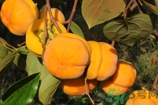 柿子和香蕉能一起吃嗎？柿子和香蕉一起吃會中毒嗎？