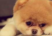 狂犬病的潛伏期最長(zhǎng)多長(zhǎng)？狗咬了會(huì)得狂犬病嗎？