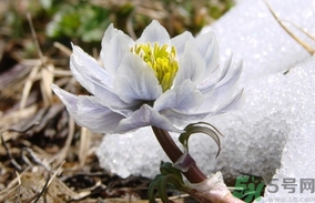 雪蓮花怎么吃？雪蓮花的功效作用