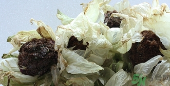 雪蓮花怎么吃？雪蓮花的功效作用