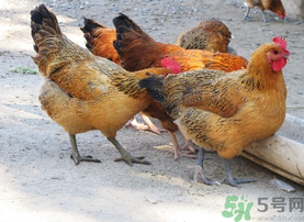 土雞多少錢(qián)一斤？土雞多少錢(qián)一只？