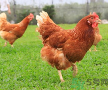 肉雞多少錢(qián)一斤？肉雞價(jià)格行情