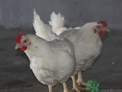 肉雞多少錢(qián)一斤？肉雞價(jià)格行情