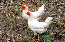肉雞多少錢(qián)一斤？肉雞價(jià)格行情