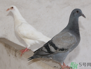 鴿子多少錢一只？鴿子多少錢一斤？