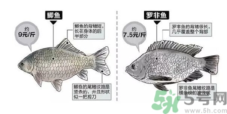 非洲鯽魚(yú)的營(yíng)養(yǎng)價(jià)值 非洲鯽魚(yú)的功效與作用