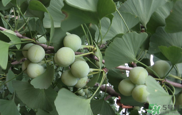 吃白果會(huì)中毒嗎？白果怎么吃不會(huì)中毒？