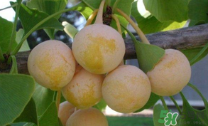 白果可以天天吃嗎？白果吃多了會(huì)怎么樣？