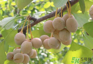 白果可以天天吃嗎？白果吃多了會(huì)怎么樣？