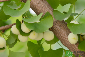 吃白果有什么好處和壞處？吃白果有什么作用？