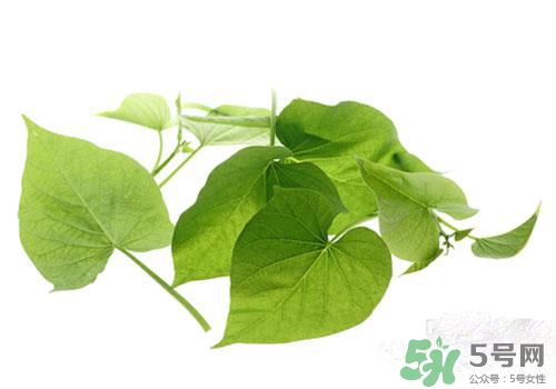 紅薯葉吃多了好嗎？紅薯葉吃多了會怎樣？