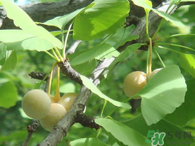 吃白果會(huì)過(guò)敏嗎？吃白果過(guò)敏了怎么辦？