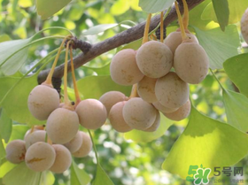 吃白果會(huì)過(guò)敏嗎？吃白果過(guò)敏了怎么辦？