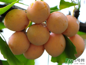 吃白果會(huì)過(guò)敏嗎？吃白果過(guò)敏了怎么辦？