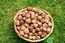 膽結(jié)石能吃核桃嗎？吃核桃能治膽結(jié)石嗎？