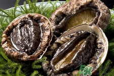 吃鮑魚要注意些什么？吃鮑魚會過敏嗎？