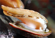 男人吃鮑魚(yú)能補(bǔ)腎嗎？腎虛能吃鮑魚(yú)嗎？