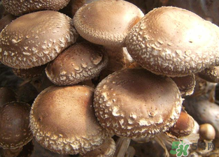 吃香菇有什么好處？吃香菇有什么壞處？