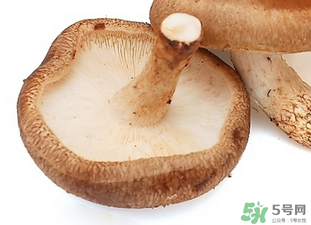 香菇根能吃嗎？香菇的根可以吃嗎？