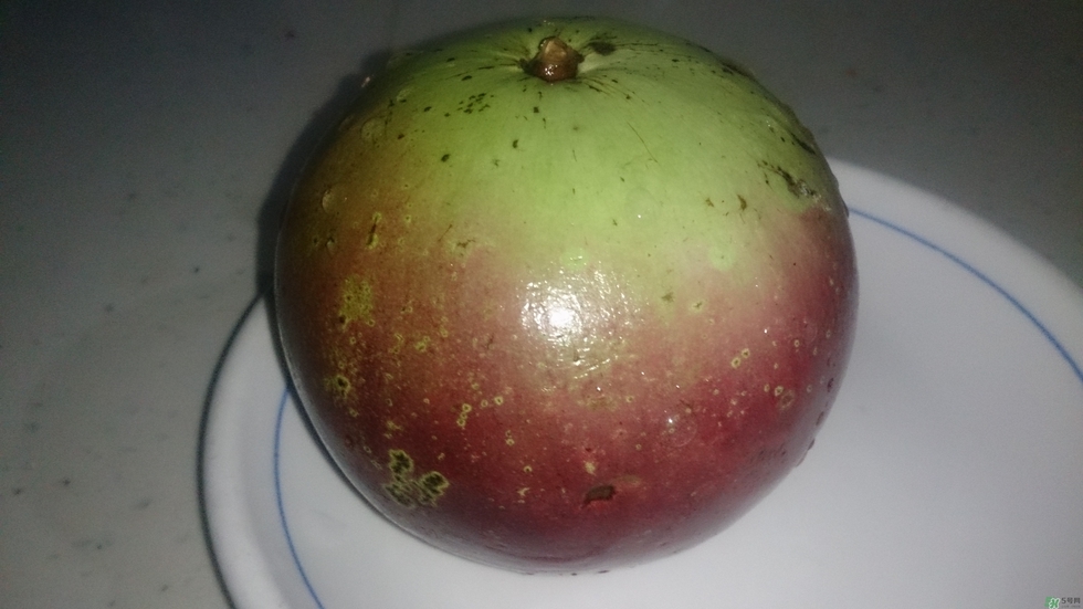 牛奶果怎么吃？牛奶果的功效與作用