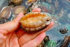 生蠔和鮑魚哪個(gè)更好吃？鮑魚和生蠔的區(qū)別